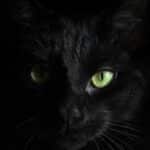 מידע מלא על אמונות טפלות בחתול שחור